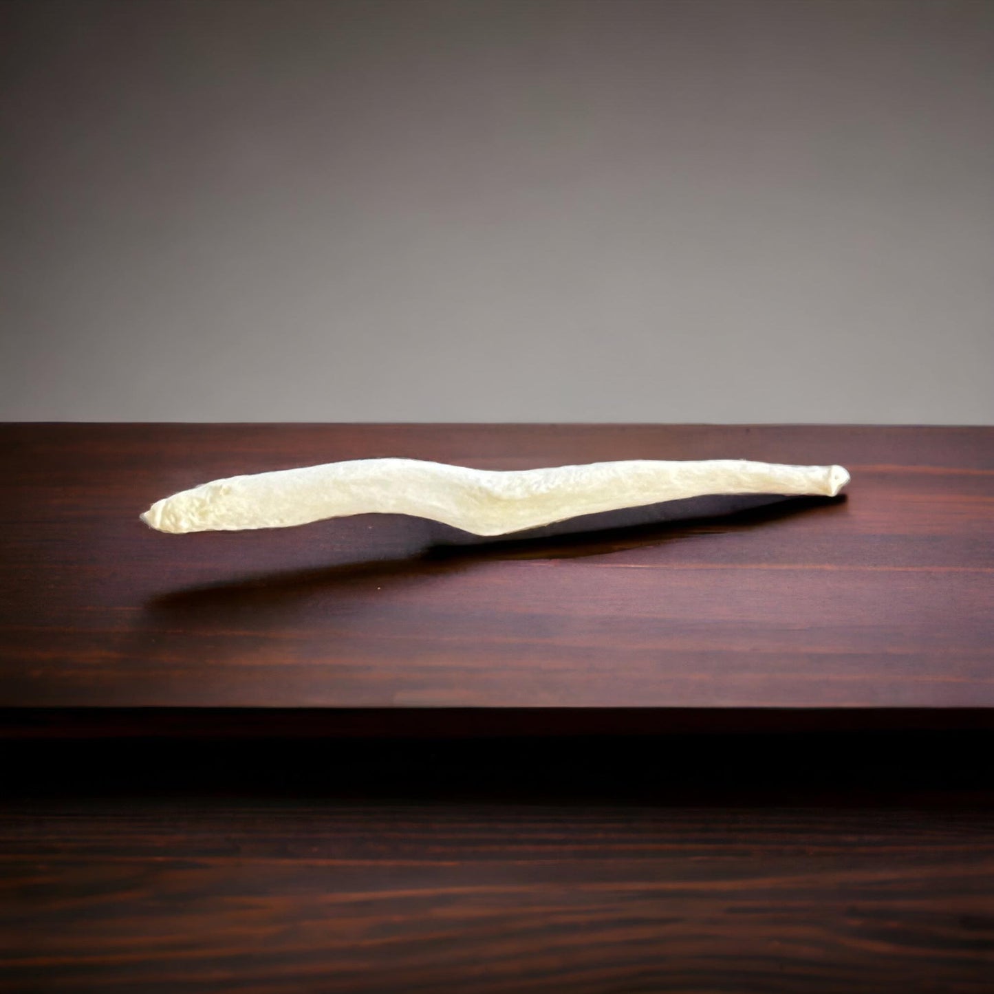 Real Ethically Sourced Coyote Penis Baculum 3" Cleaned Whitened Oddities Crafting Collector Bone