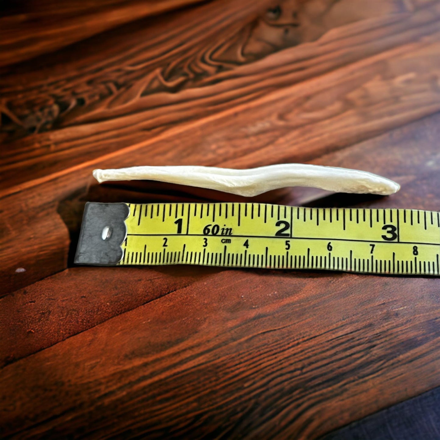 Real Ethically Sourced Coyote Penis Baculum 3" Cleaned Whitened Oddities Crafting Collector Bone