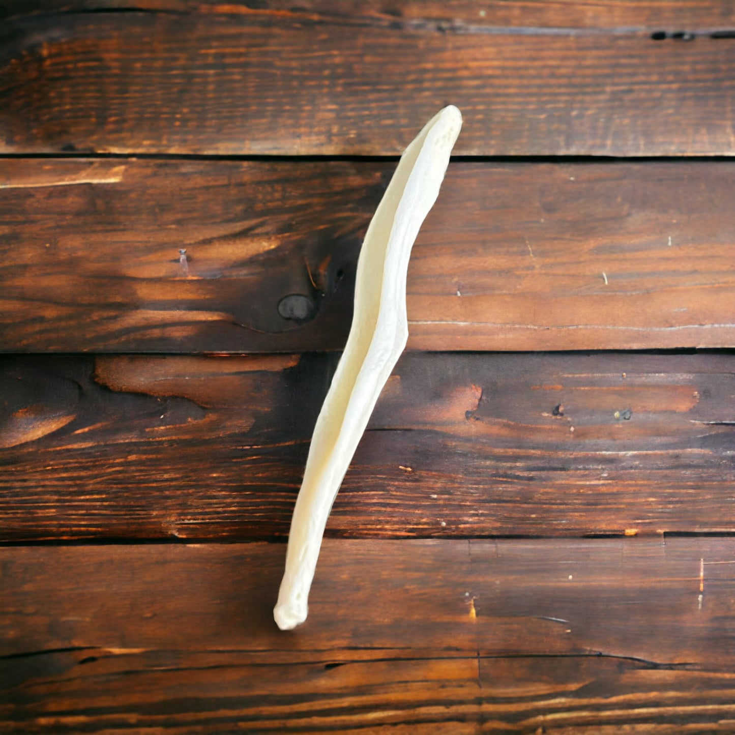 Real Ethically Sourced Coyote Penis Baculum 3" Cleaned Whitened Oddities Crafting Collector Bone