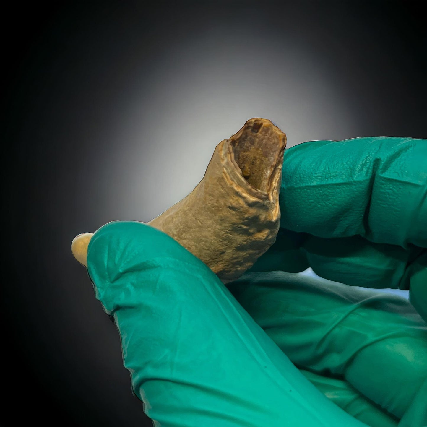 Naturally Collected Dolphin Porpoise Fossilized Tooth Specimen Curiosity, Oddity, Apothecary, Unique Gift Idea Fossil Biology