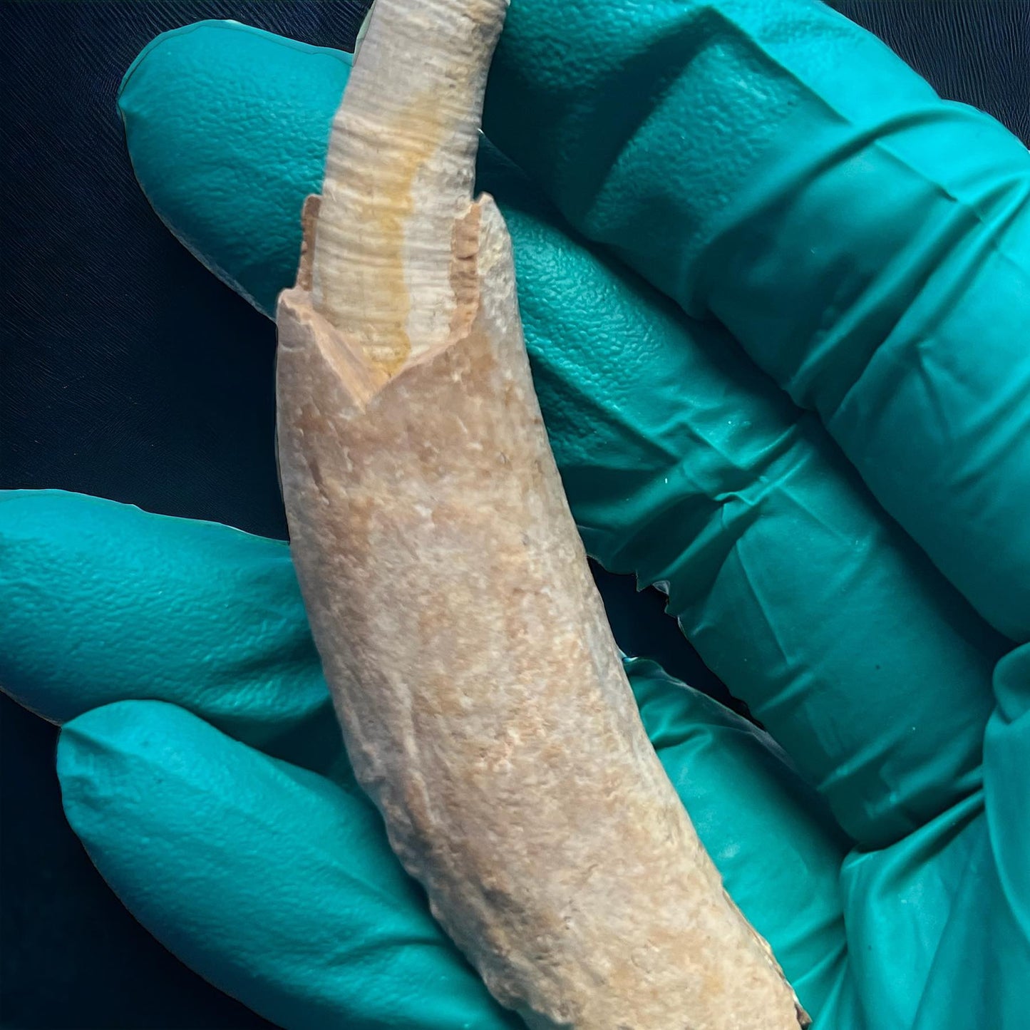 Naturally Collected Dolphin Porpoise Fossilized Tooth Specimen Curiosity, Oddity, Apothecary, Unique Gift Idea Fossil Biology