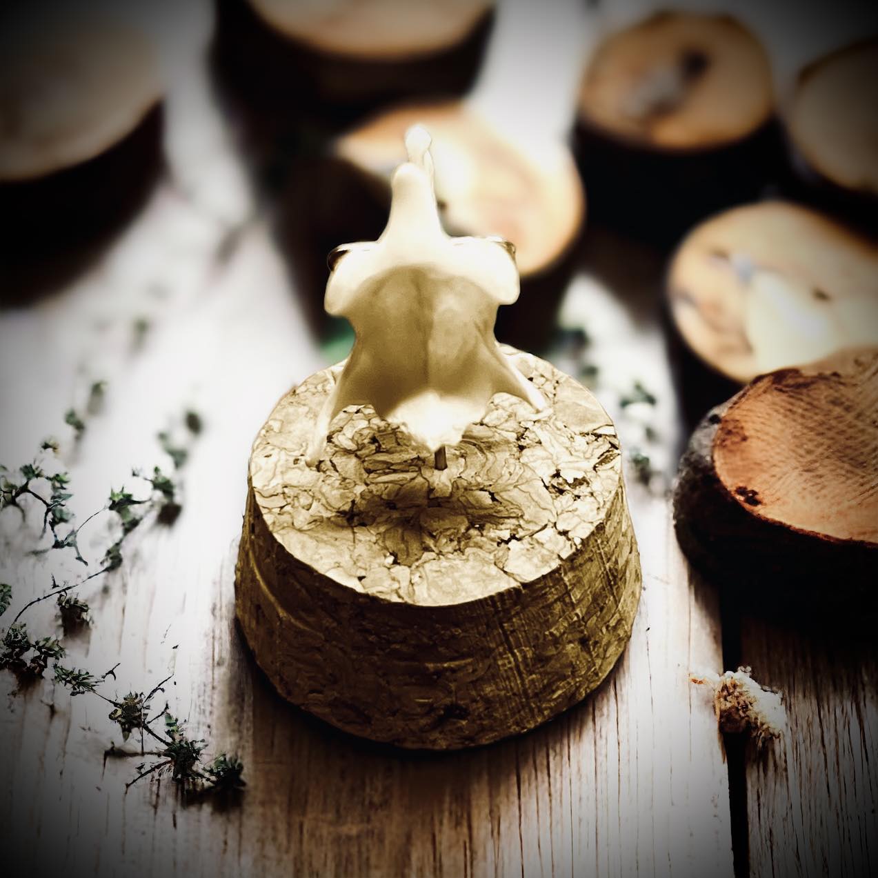 Mink Vertebrae Bone Specimen in Glass Vail Gothic Voodoo Witchcraft Curiosity, Oddity, Real Animal Bones, Apothecary, Unique Gift Idea