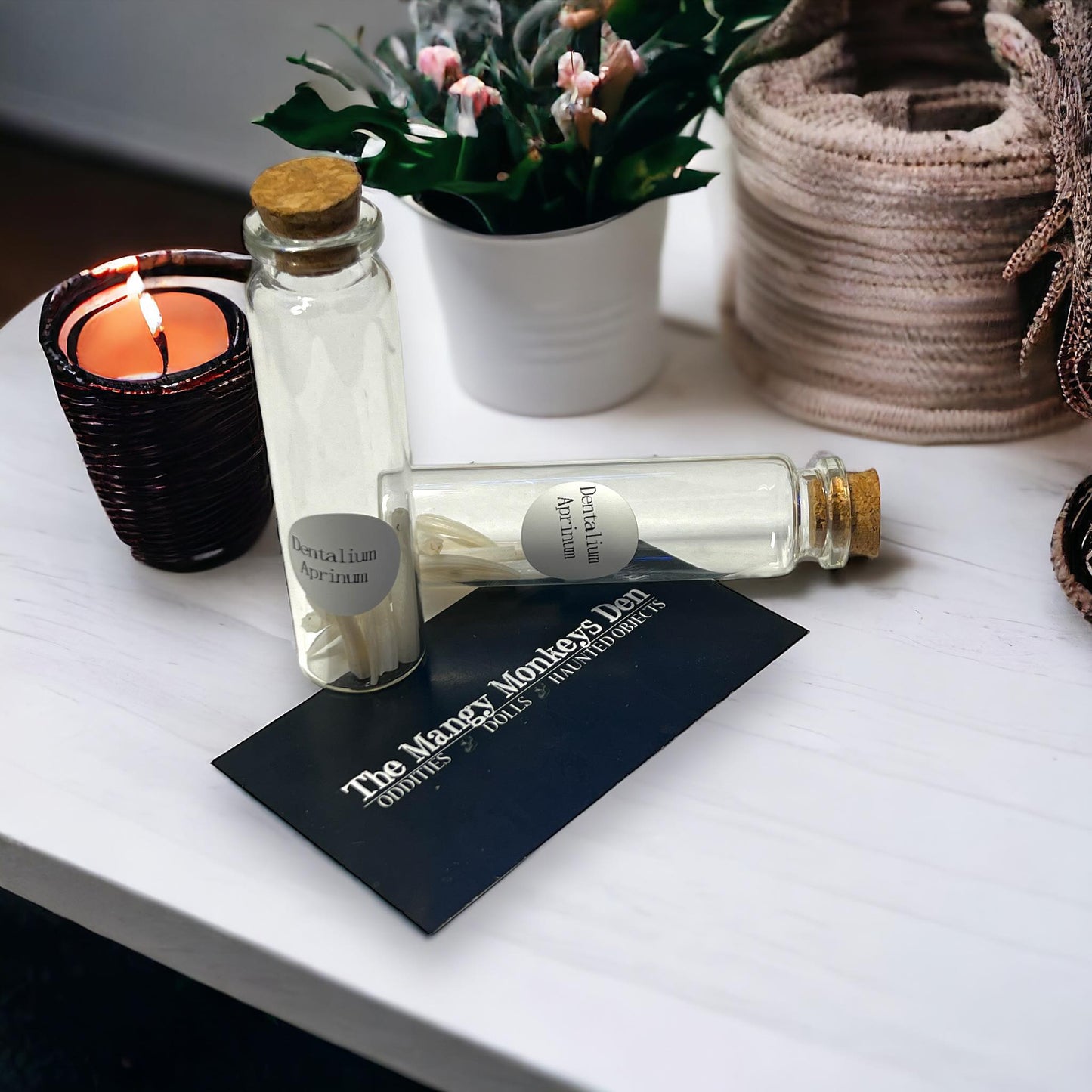 Dentalium Aprinum Tusk Shells Collected Specimen in Glass Vail Curiosity, Oddity, Apothecary, Unique Gift Idea, Witchcraft, Collectors