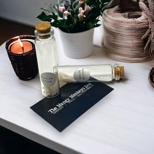 Dentalium Aprinum Tusk Shells Collected Specimen in Glass Vail Curiosity, Oddity, Apothecary, Unique Gift Idea, Witchcraft, Collectors