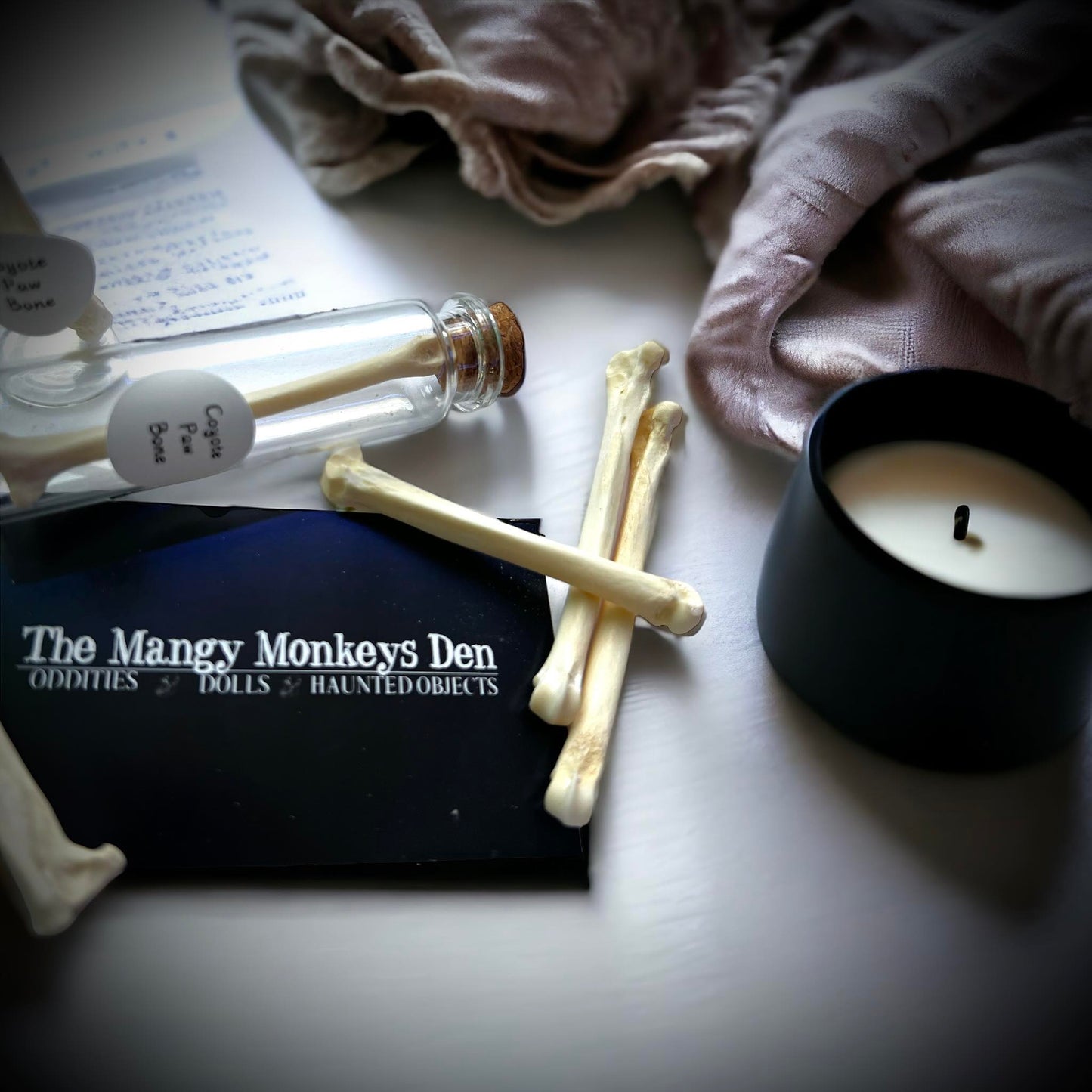 Coyote Paw Bone Naturally Collected Specimen Glass Vail Curiosity, Oddity, Apothecary, Unique Gift Idea, Witchcraft, Rituals