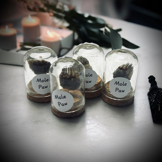 Mole's Paw Specimen in Glass Vail Gothic Voodoo Witchcraft Curiosity, Oddity, Real Animal, Apothecary, Unique Gift Idea, Taxidermy