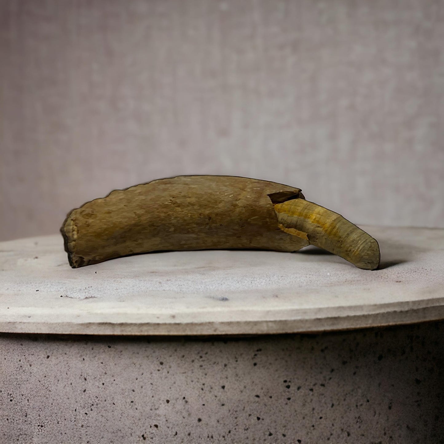 Naturally Collected Dolphin Porpoise Fossilized Tooth Specimen Curiosity, Oddity, Apothecary, Unique Gift Idea Fossil Biology