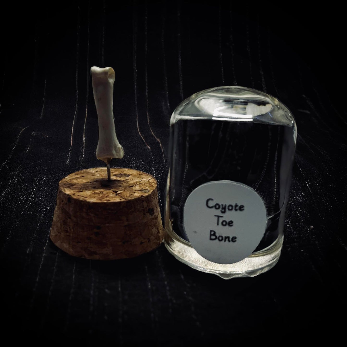 Coyote Toe Bone Specimen in Glass Vail Gothic Voodoo Witchcraft Curiosity, Oddity, Real Animal Bones, Apothecary, Unique Gift Idea