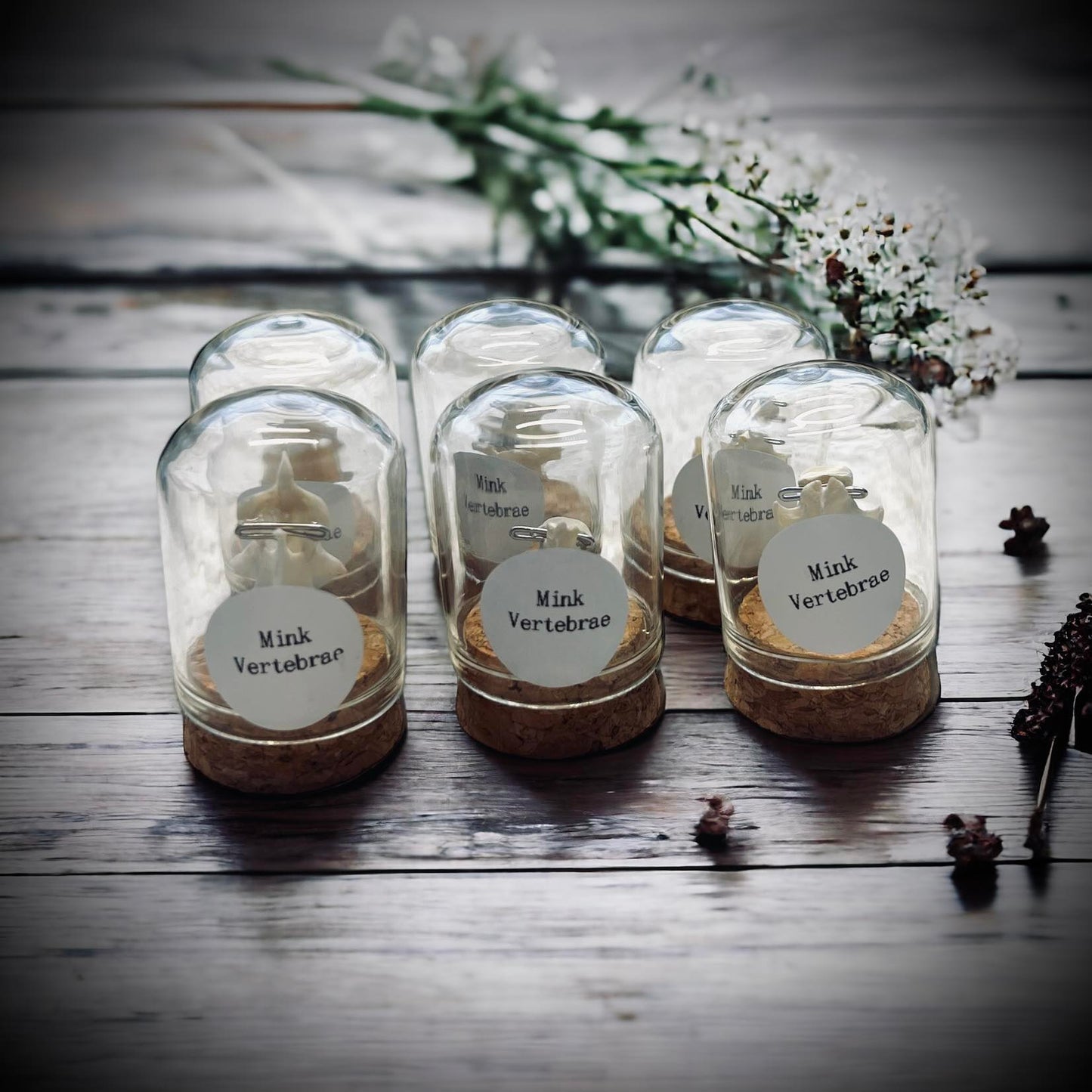 Mink Vertebrae Bone Specimen in Glass Vail Gothic Voodoo Witchcraft Curiosity, Oddity, Real Animal Bones, Apothecary, Unique Gift Idea