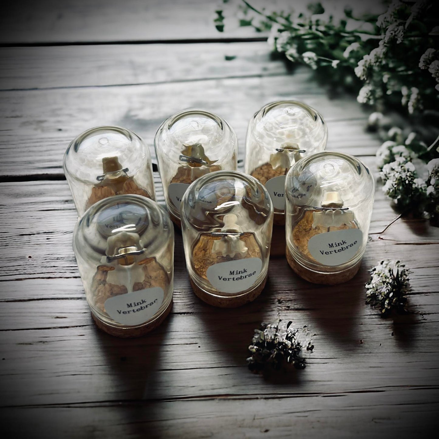 Mink Vertebrae Bone Specimen in Glass Vail Gothic Voodoo Witchcraft Curiosity, Oddity, Real Animal Bones, Apothecary, Unique Gift Idea