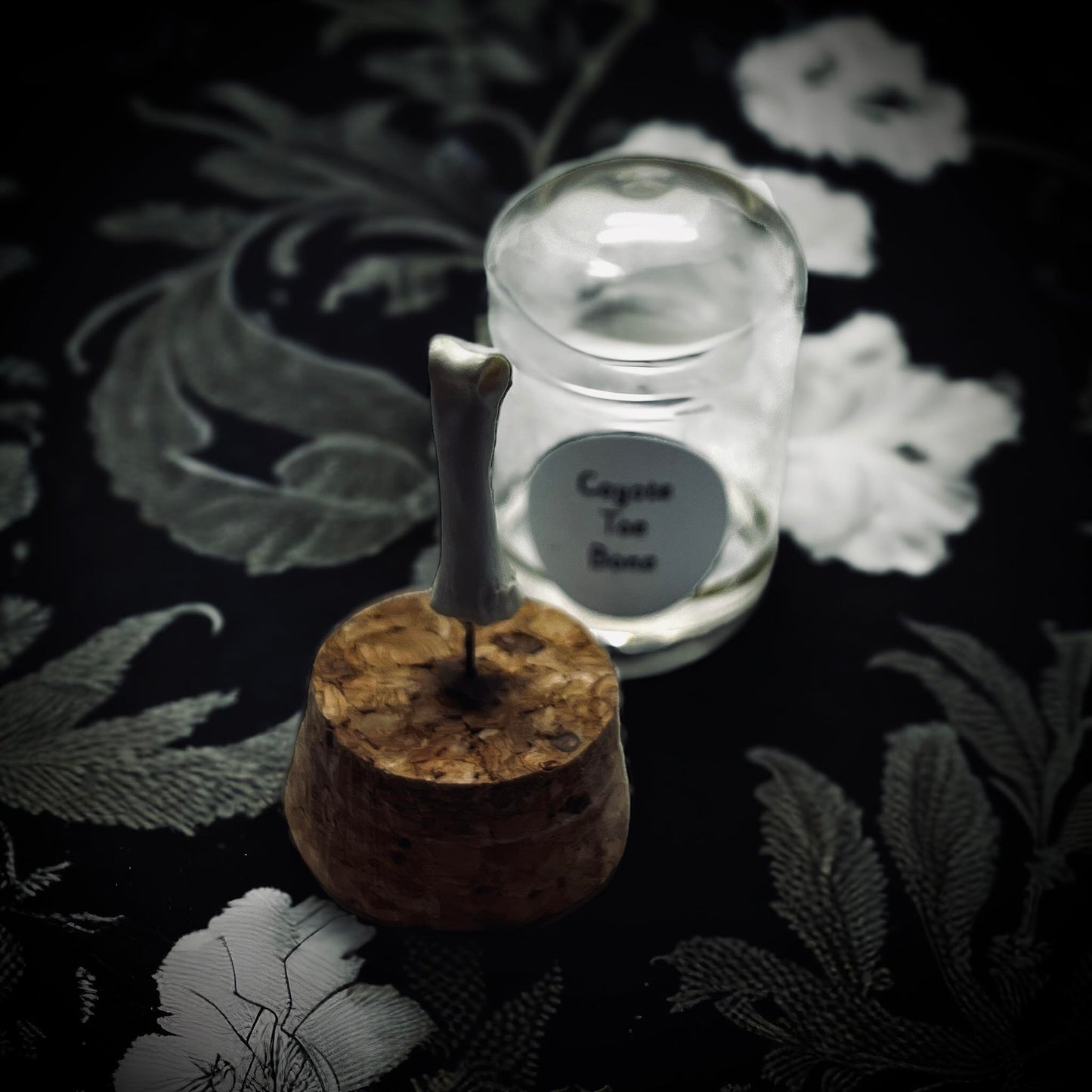 Coyote Toe Bone Specimen in Glass Vail Gothic Voodoo Witchcraft Curiosity, Oddity, Real Animal Bones, Apothecary, Unique Gift Idea
