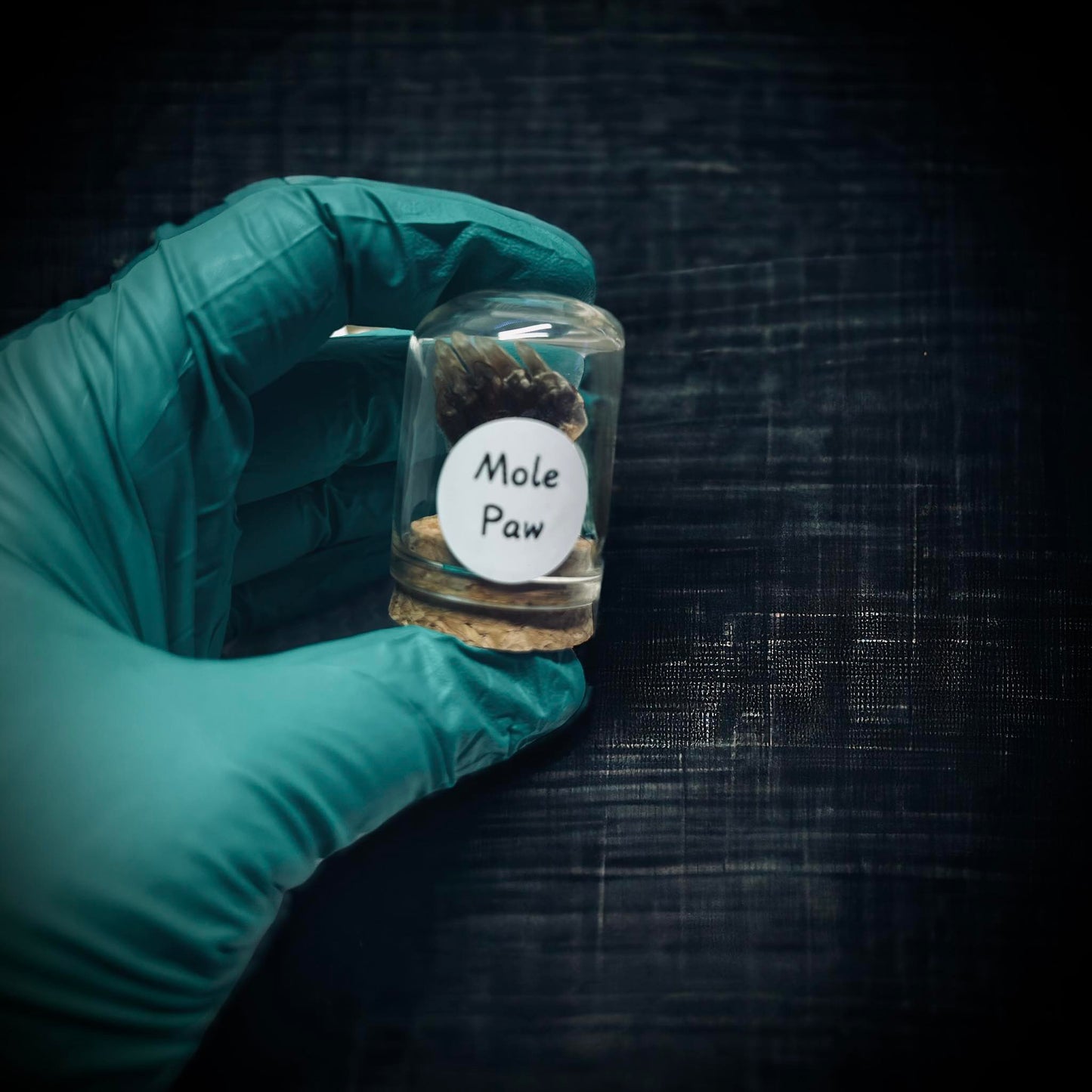 Mole's Paw Specimen in Glass Vail Gothic Voodoo Witchcraft Curiosity, Oddity, Real Animal, Apothecary, Unique Gift Idea, Taxidermy