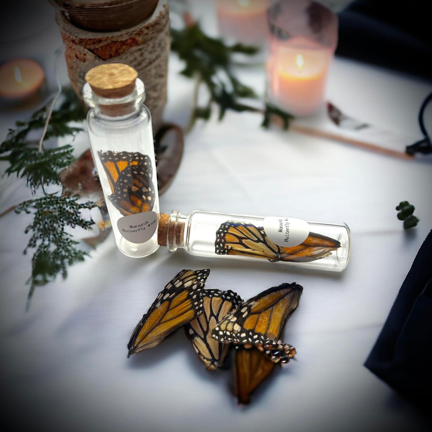 Monarch Butterfly Wings Naturally Collected Specimen in Glass Vail Curiosity, Oddity, Apothecary, Unique Gift Idea, Witchcraft, Collectors