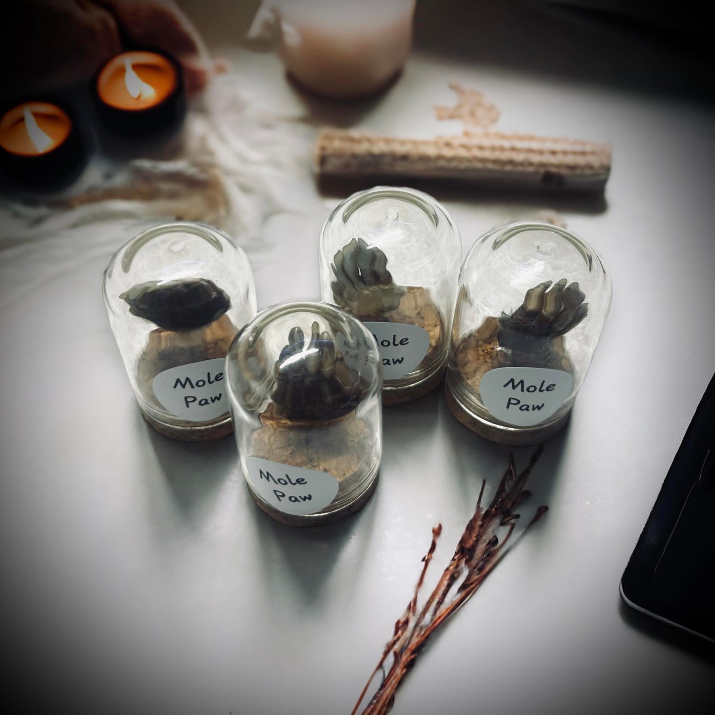Mole's Paw Specimen in Glass Vail Gothic Voodoo Witchcraft Curiosity, Oddity, Real Animal, Apothecary, Unique Gift Idea, Taxidermy