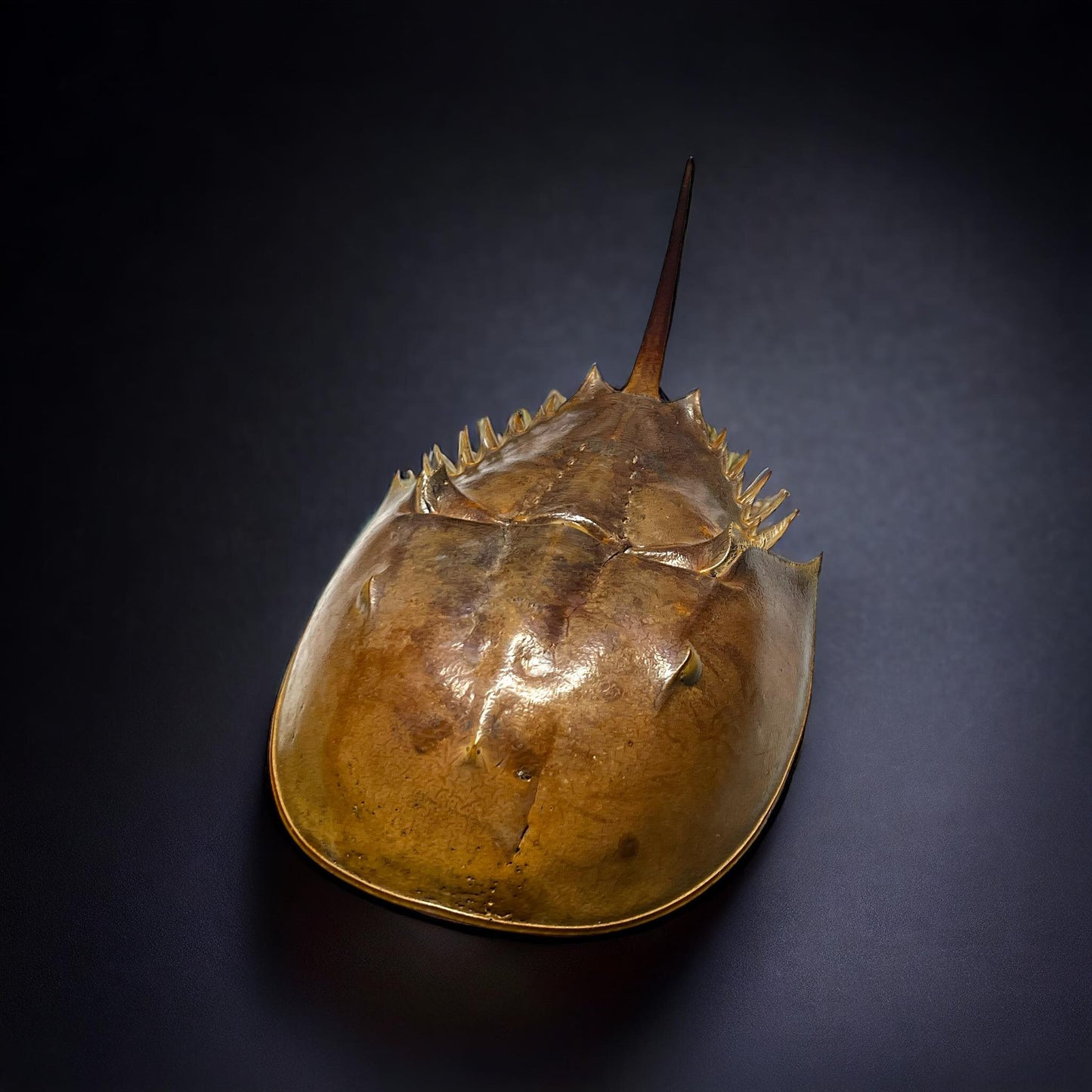 Horseshoe Crab Molt Shell Curiosity, Oddity, Real Animal Bones Taxidermy Unique Gift Idea Specimen Oddities educational curiosity cabinet