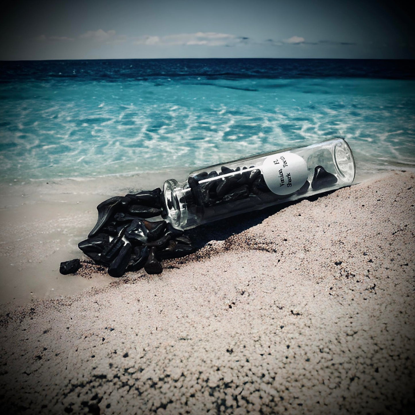 Naturally Collected Shark & Fossil Specimen in Glass Vail Curiosity, Oddity, Apothecary, Unique Gift Idea Shark Tooth Capital Beach FL