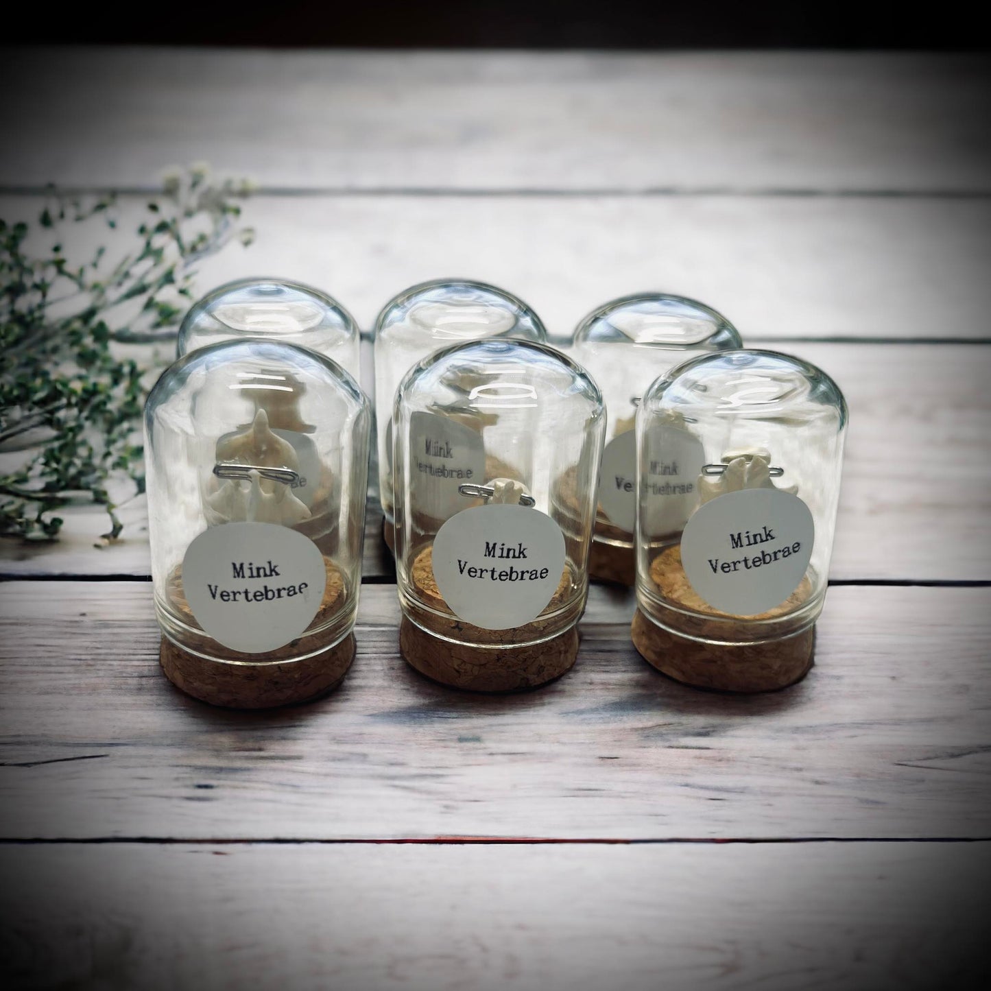 Mink Vertebrae Bone Specimen in Glass Vail Gothic Voodoo Witchcraft Curiosity, Oddity, Real Animal Bones, Apothecary, Unique Gift Idea