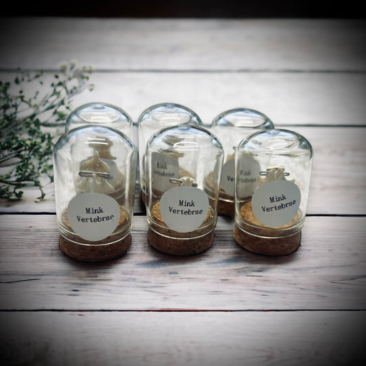 Mink Vertebrae Bone Specimen in Glass Vail Gothic Voodoo Witchcraft Curiosity, Oddity, Real Animal Bones, Apothecary, Unique Gift Idea