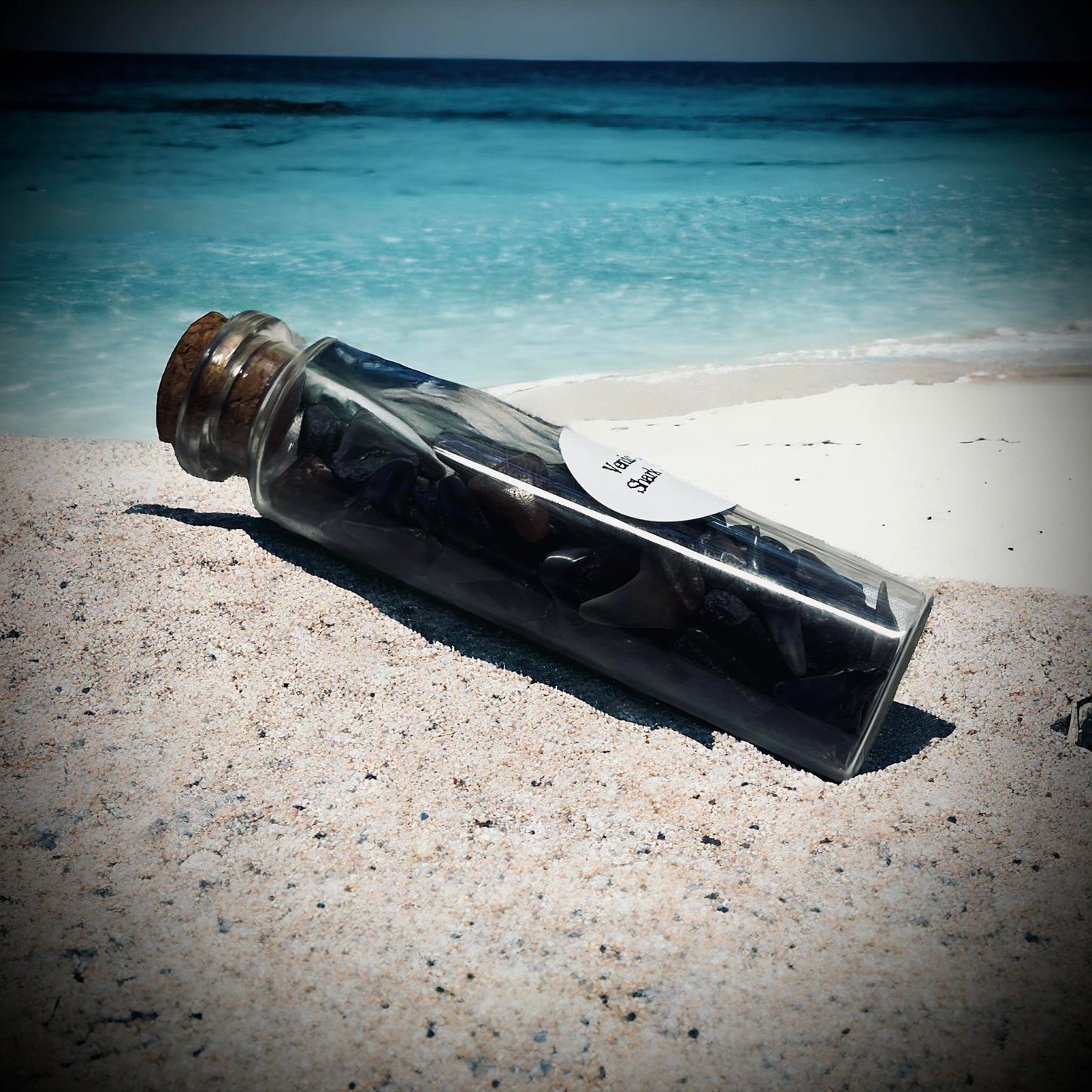 Naturally Collected Shark & Fossil Specimen in Glass Vail Curiosity, Oddity, Apothecary, Unique Gift Idea Shark Tooth Capital Beach FL