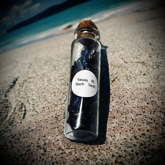 Naturally Collected Shark & Fossil Specimen in Glass Vail Curiosity, Oddity, Apothecary, Unique Gift Idea Shark Tooth Capital Beach FL