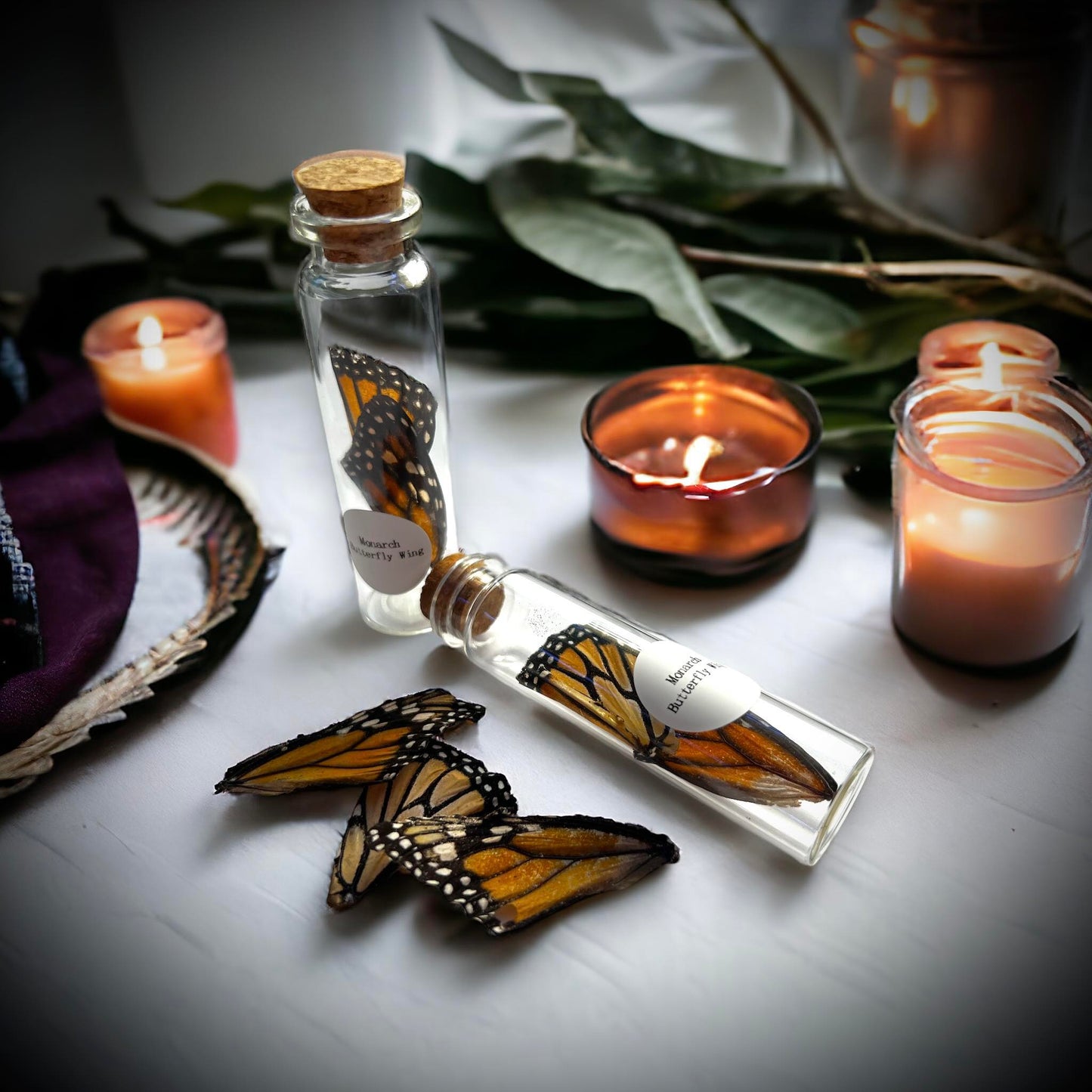 Monarch Butterfly Wings Naturally Collected Specimen in Glass Vail Curiosity, Oddity, Apothecary, Unique Gift Idea, Witchcraft, Collectors