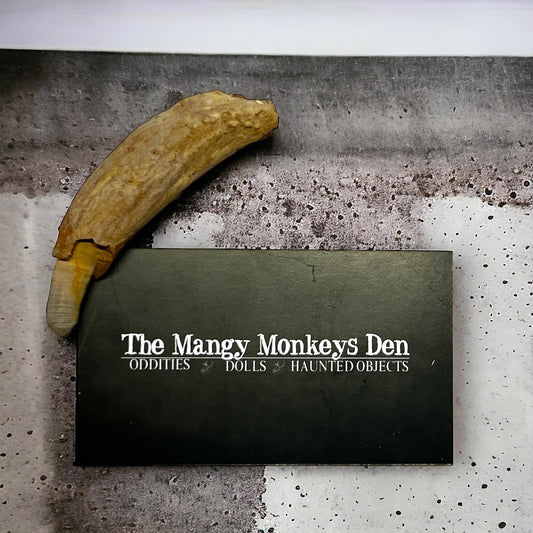 Naturally Collected Dolphin Porpoise Fossilized Tooth Specimen Curiosity, Oddity, Apothecary, Unique Gift Idea Fossil Biology