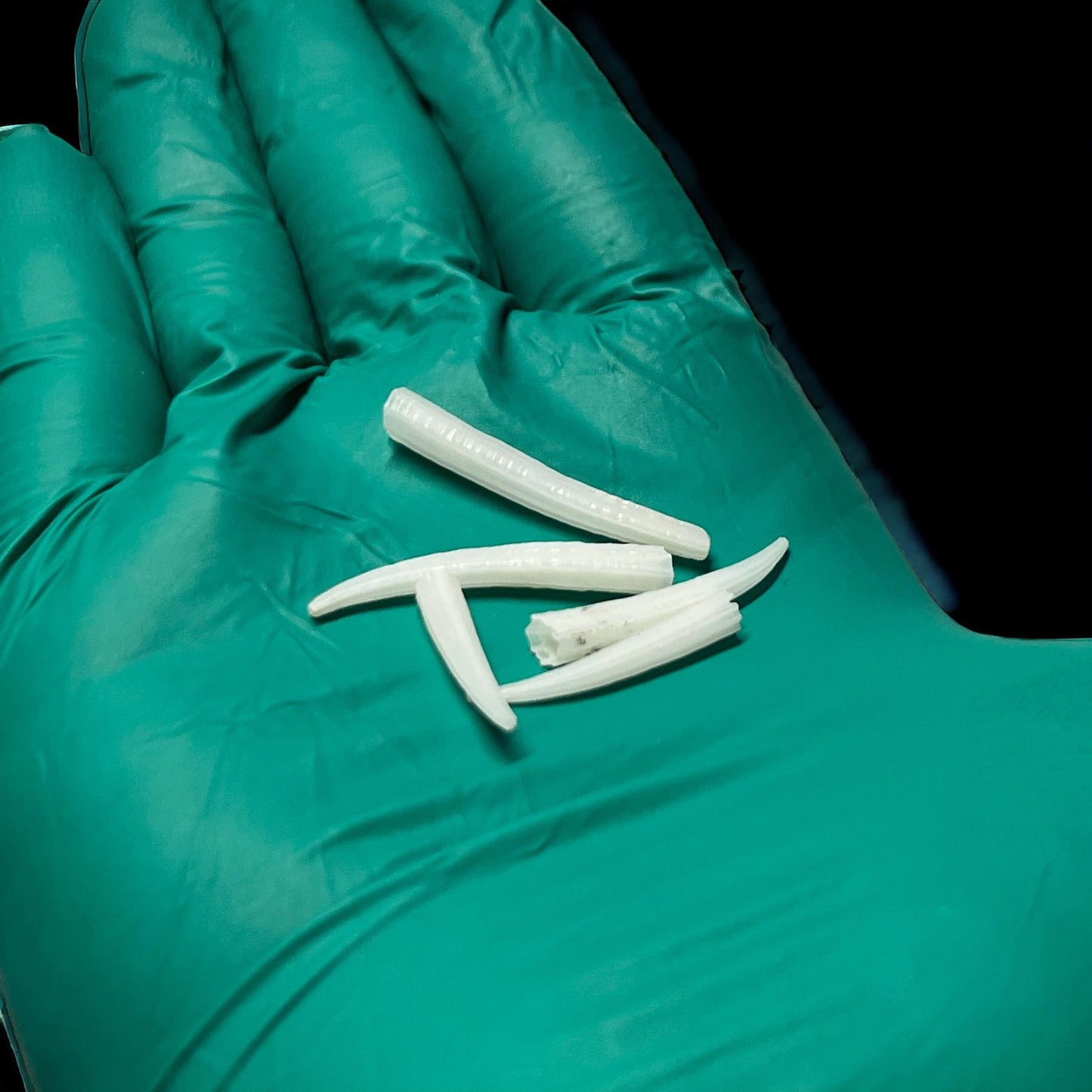 Dentalium Aprinum Tusk Shells Collected Specimen in Glass Vail Curiosity, Oddity, Apothecary, Unique Gift Idea, Witchcraft, Collectors