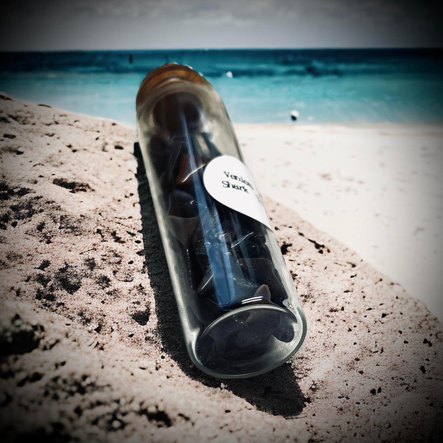 Naturally Collected Shark & Fossil Specimen in Glass Vail Curiosity, Oddity, Apothecary, Unique Gift Idea Shark Tooth Capital Beach FL