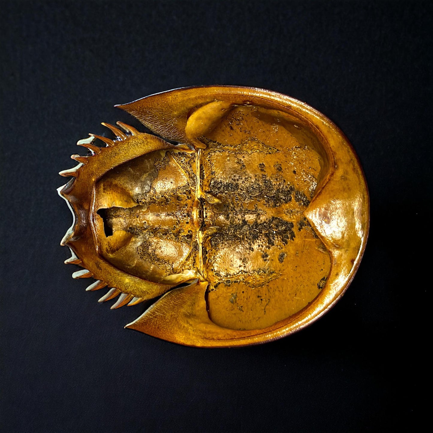 Horseshoe Crab Molt Shell Curiosity, Oddity, Real Animal Bones Taxidermy Unique Gift Idea Specimen Oddities educational curiosity cabinet