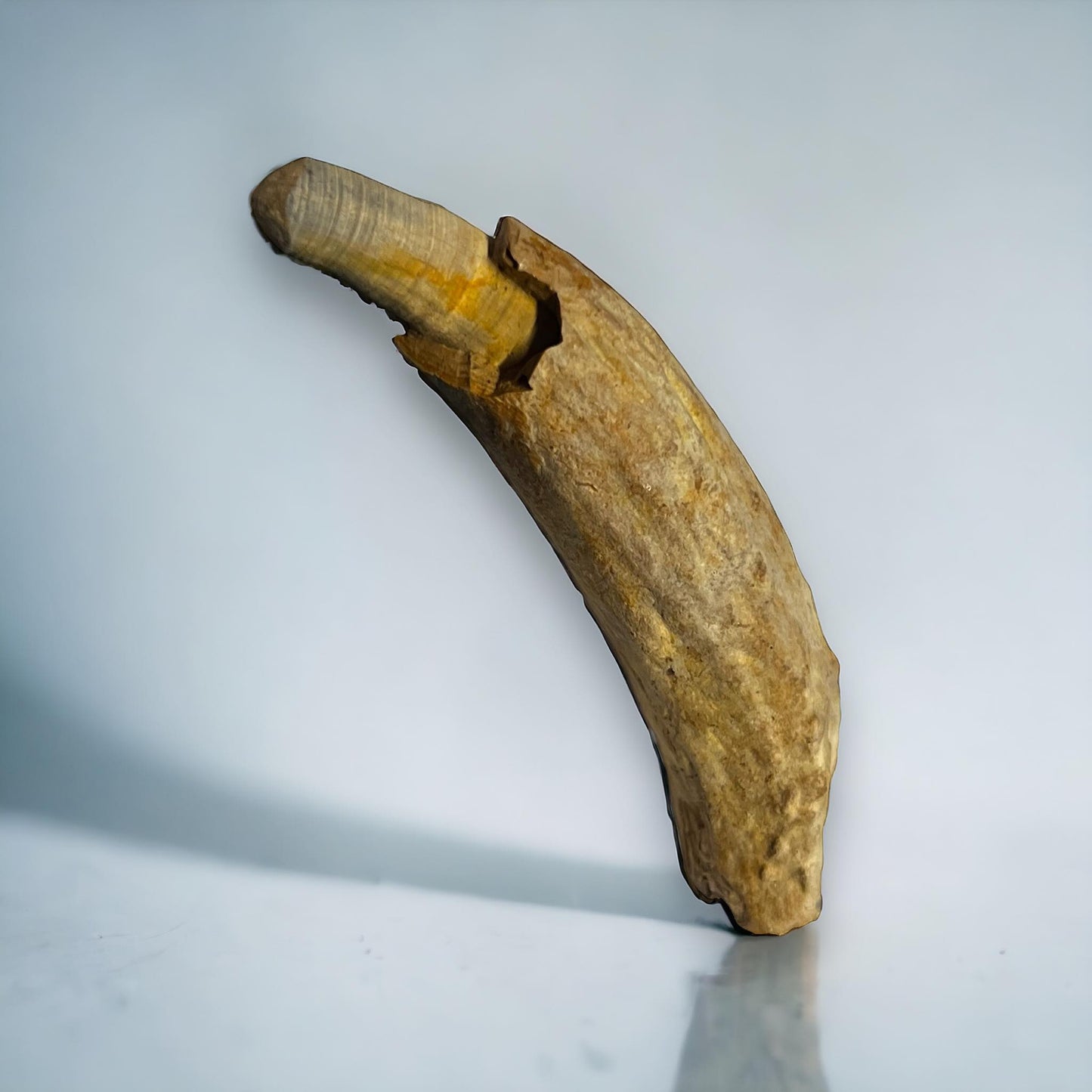 Naturally Collected Dolphin Porpoise Fossilized Tooth Specimen Curiosity, Oddity, Apothecary, Unique Gift Idea Fossil Biology