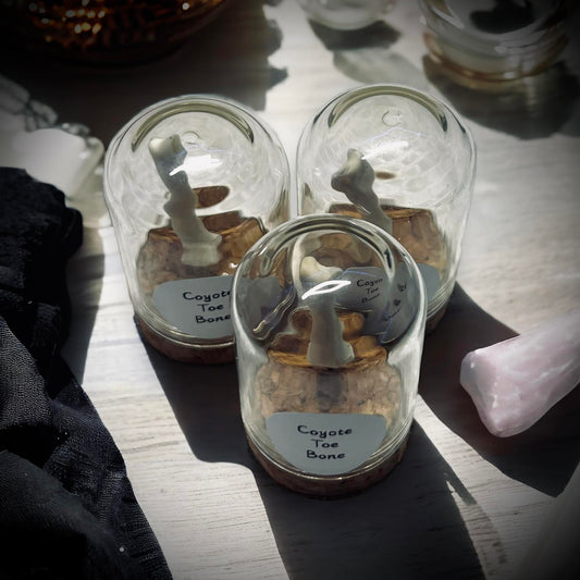 Coyote Toe Bone Specimen in Glass Vail Gothic Voodoo Witchcraft Curiosity, Oddity, Real Animal Bones, Apothecary, Unique Gift Idea