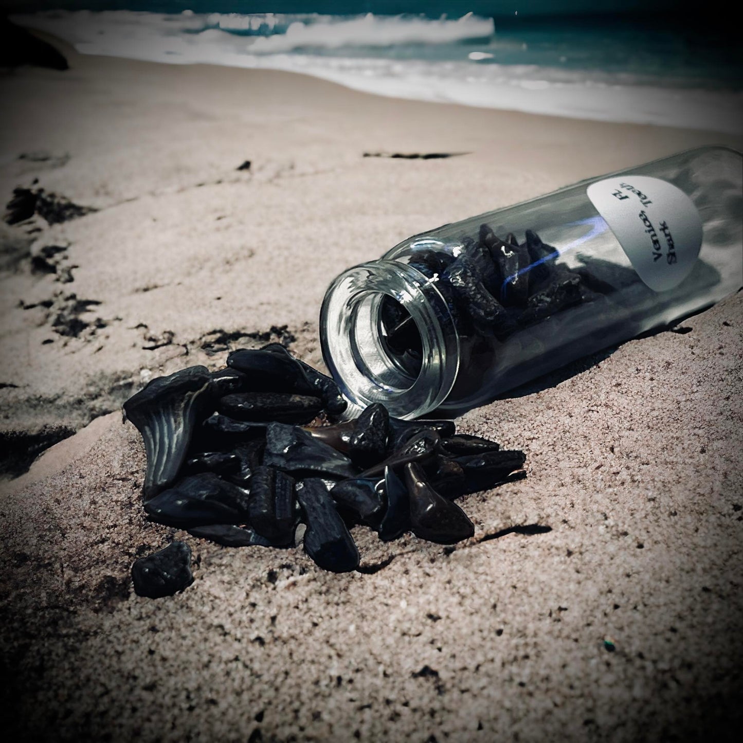 Naturally Collected Shark & Fossil Specimen in Glass Vail Curiosity, Oddity, Apothecary, Unique Gift Idea Shark Tooth Capital Beach FL