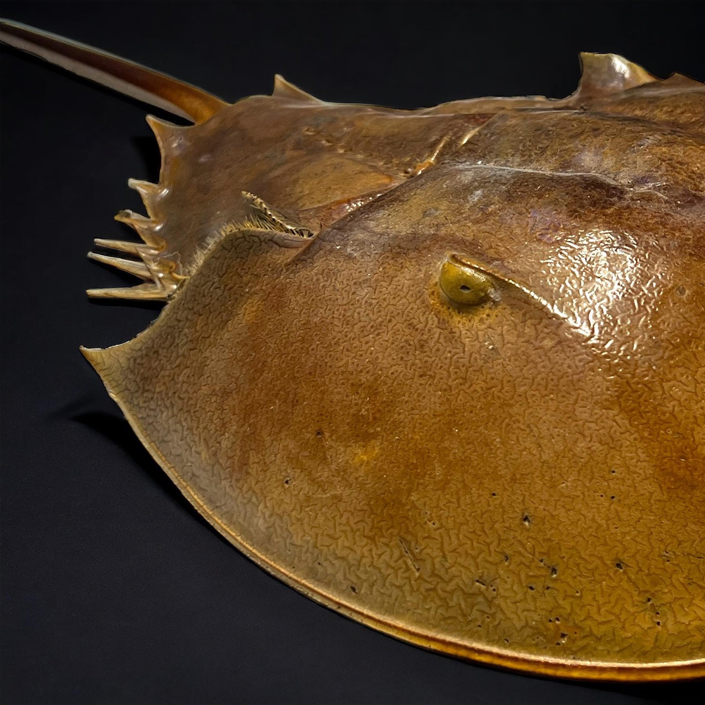 Horseshoe Crab Molt Shell Curiosity, Oddity, Real Animal Bones Taxidermy Unique Gift Idea Specimen Oddities educational curiosity cabinet