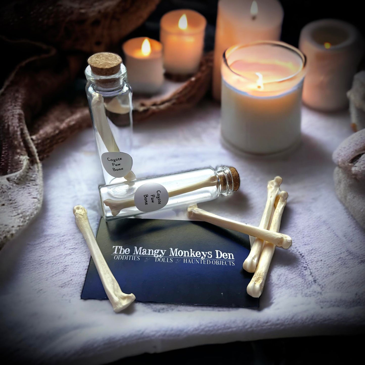 Coyote Paw Bone Naturally Collected Specimen Glass Vail Curiosity, Oddity, Apothecary, Unique Gift Idea, Witchcraft, Rituals