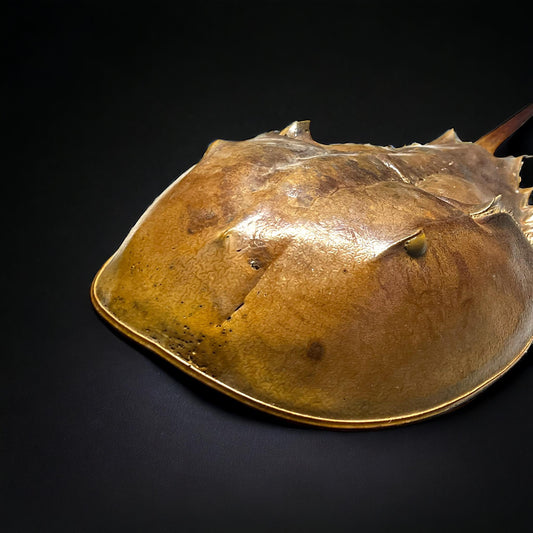 Horseshoe Crab Molt Shell Curiosity, Oddity, Real Animal Bones Taxidermy Unique Gift Idea Specimen Oddities educational curiosity cabinet