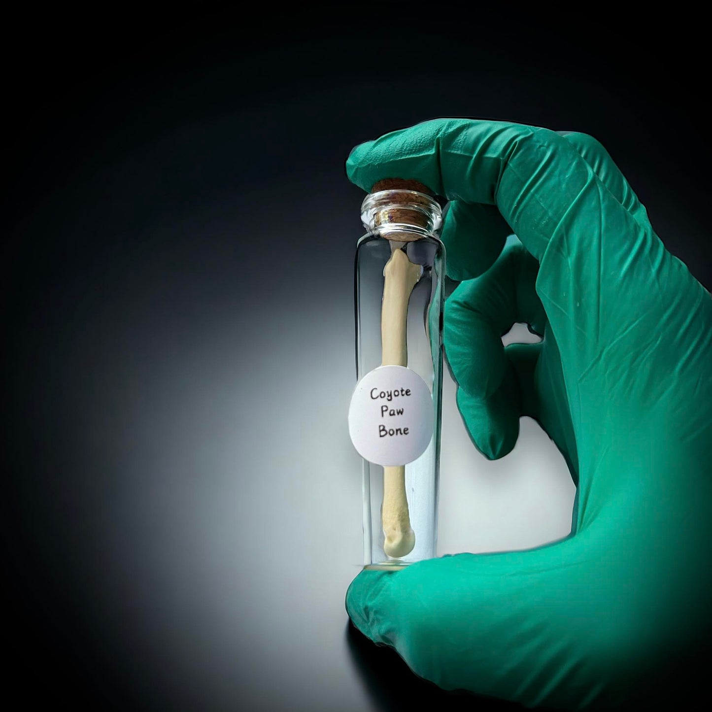 Coyote Paw Bone Naturally Collected Specimen Glass Vail Curiosity, Oddity, Apothecary, Unique Gift Idea, Witchcraft, Rituals