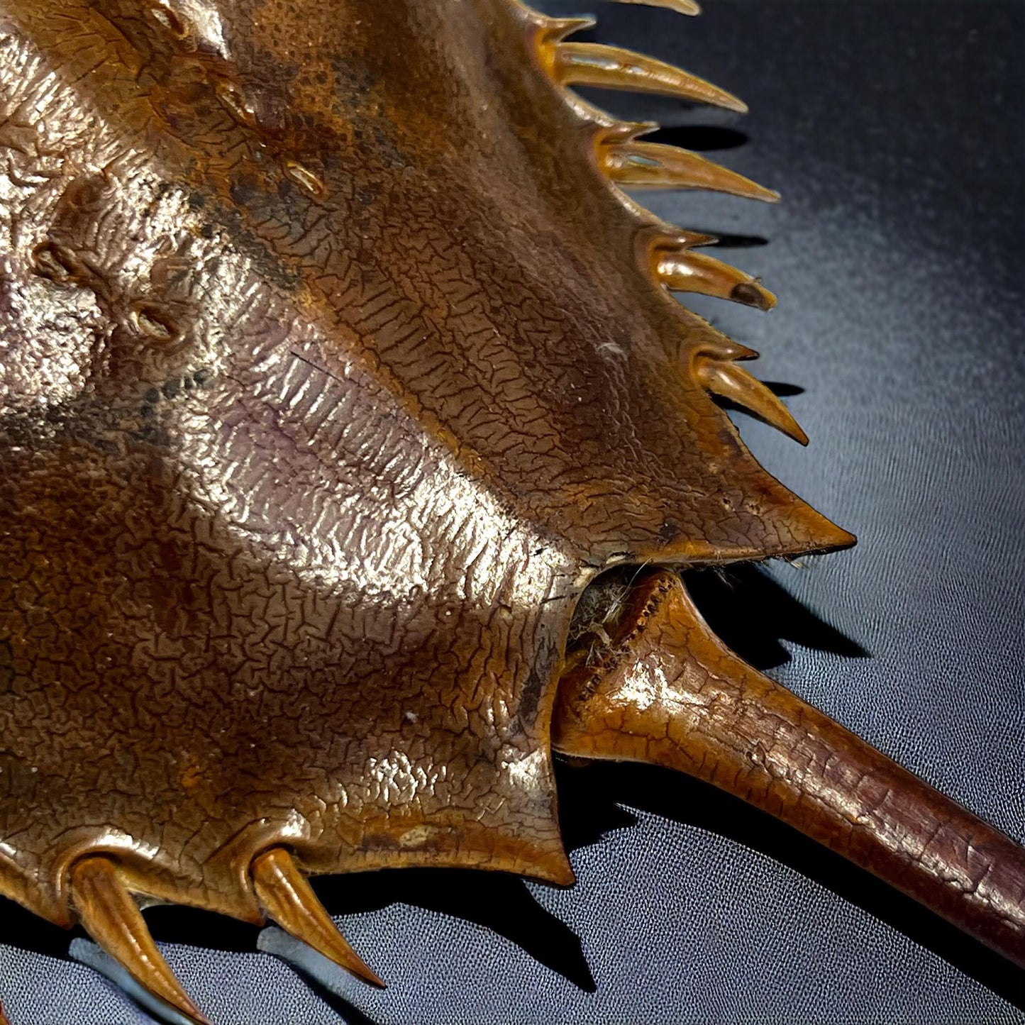 Horseshoe Crab Molt Shell Curiosity, Oddity, Real Animal Bones Taxidermy Unique Gift Idea Specimen Oddities educational curiosity cabinet