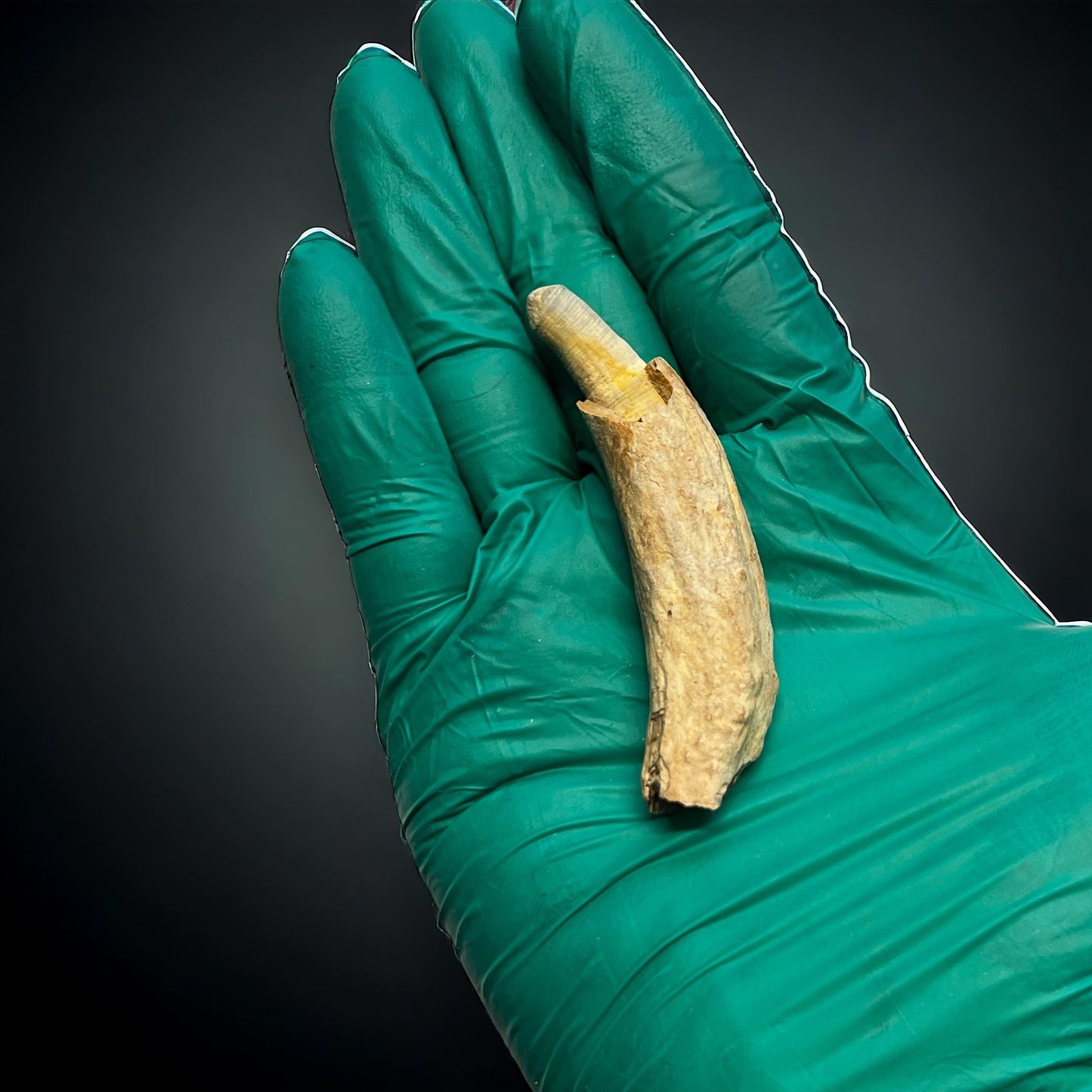 Naturally Collected Dolphin Porpoise Fossilized Tooth Specimen Curiosity, Oddity, Apothecary, Unique Gift Idea Fossil Biology