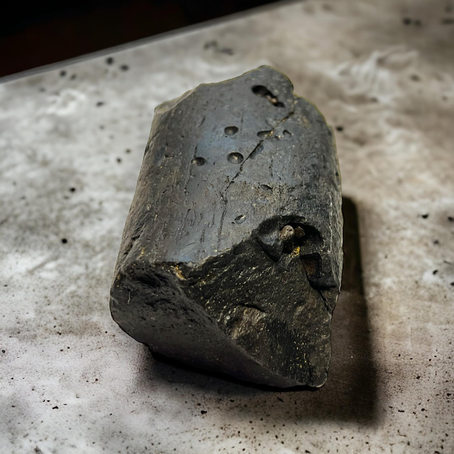 Naturally Collected 3" Dugong Sea Cow Fossilized Bone Fragment Specimen Curiosity, Oddity, Apothecary, Unique Gift Idea Fossil Biology