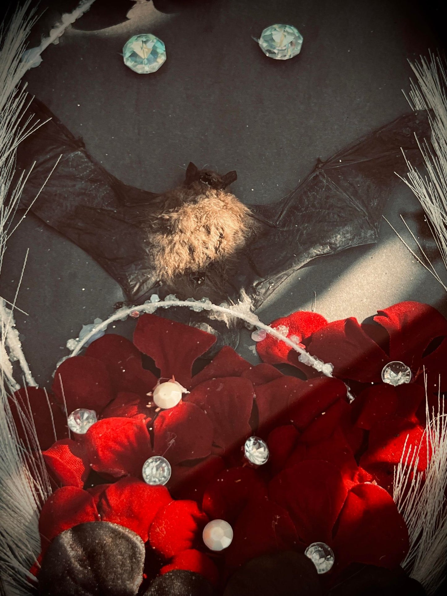 Real Tylonycteris Pachypus Bamboo Bat Display Taxidermy Preserved Whimsical Oddity Oddities Occult Curiosities Gift Idea Entomology