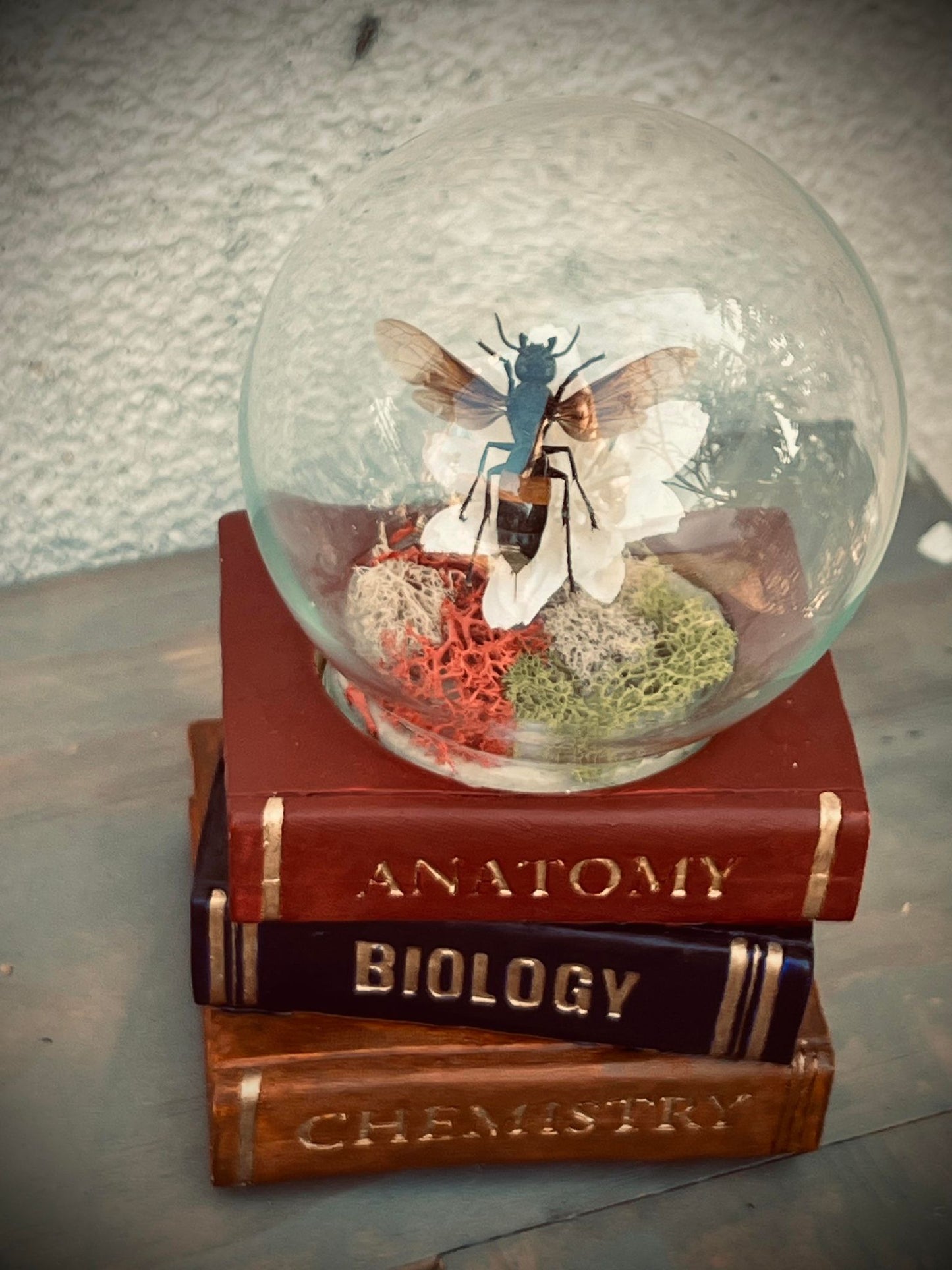 Real Dried Banded Hornet, Vespa tropica Display Insect Oddity, Oddities, Occult, Curiosities Bizarre Biology Specimen Collection