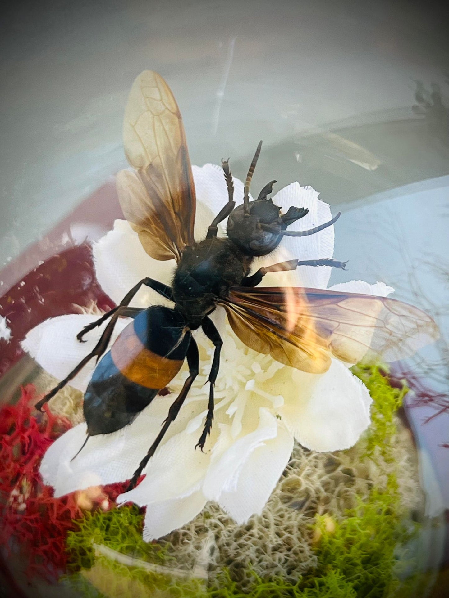 Real Dried Banded Hornet, Vespa tropica Display Insect Oddity, Oddities, Occult, Curiosities Bizarre Biology Specimen Collection