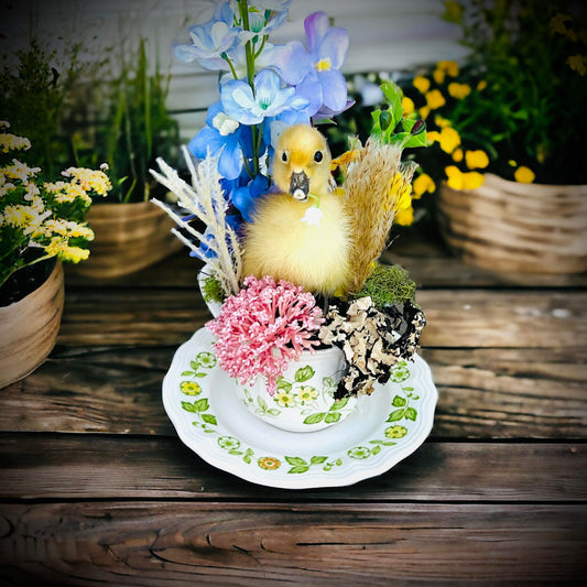 Baby Duckling Teacup Taxidermy, Gift Idea, Baby Duck on display, Oddity, Oddities, Occult, Curiosities bizarre biology specimen collection