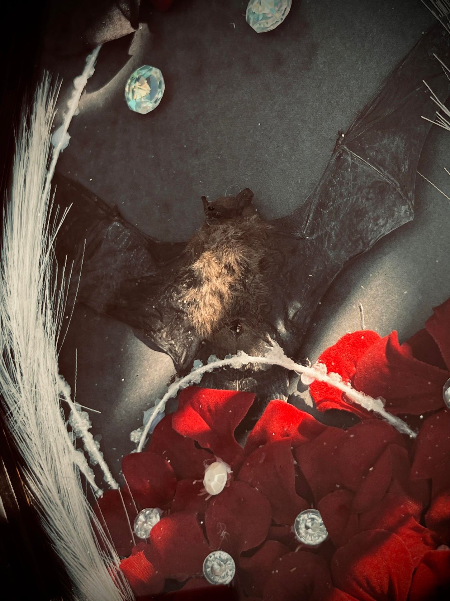 Real Tylonycteris Pachypus Bamboo Bat Display Taxidermy Preserved Whimsical Oddity Oddities Occult Curiosities Gift Idea Entomology