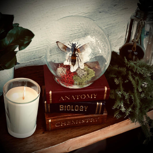 Real Dried Banded Hornet, Vespa tropica Display Insect Oddity, Oddities, Occult, Curiosities Bizarre Biology Specimen Collection