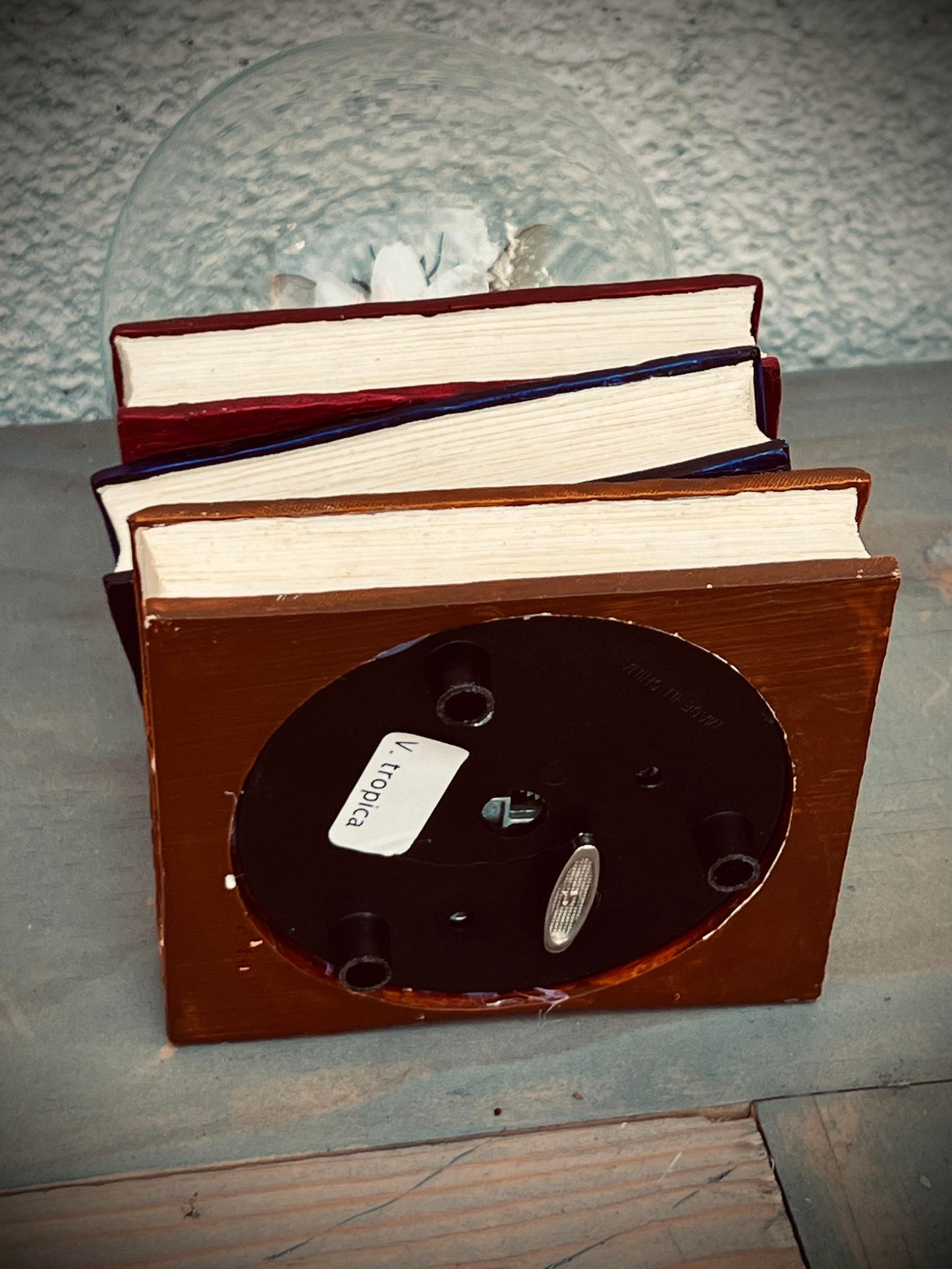 Real Dried Banded Hornet, Vespa tropica Display Insect Oddity, Oddities, Occult, Curiosities Bizarre Biology Specimen Collection