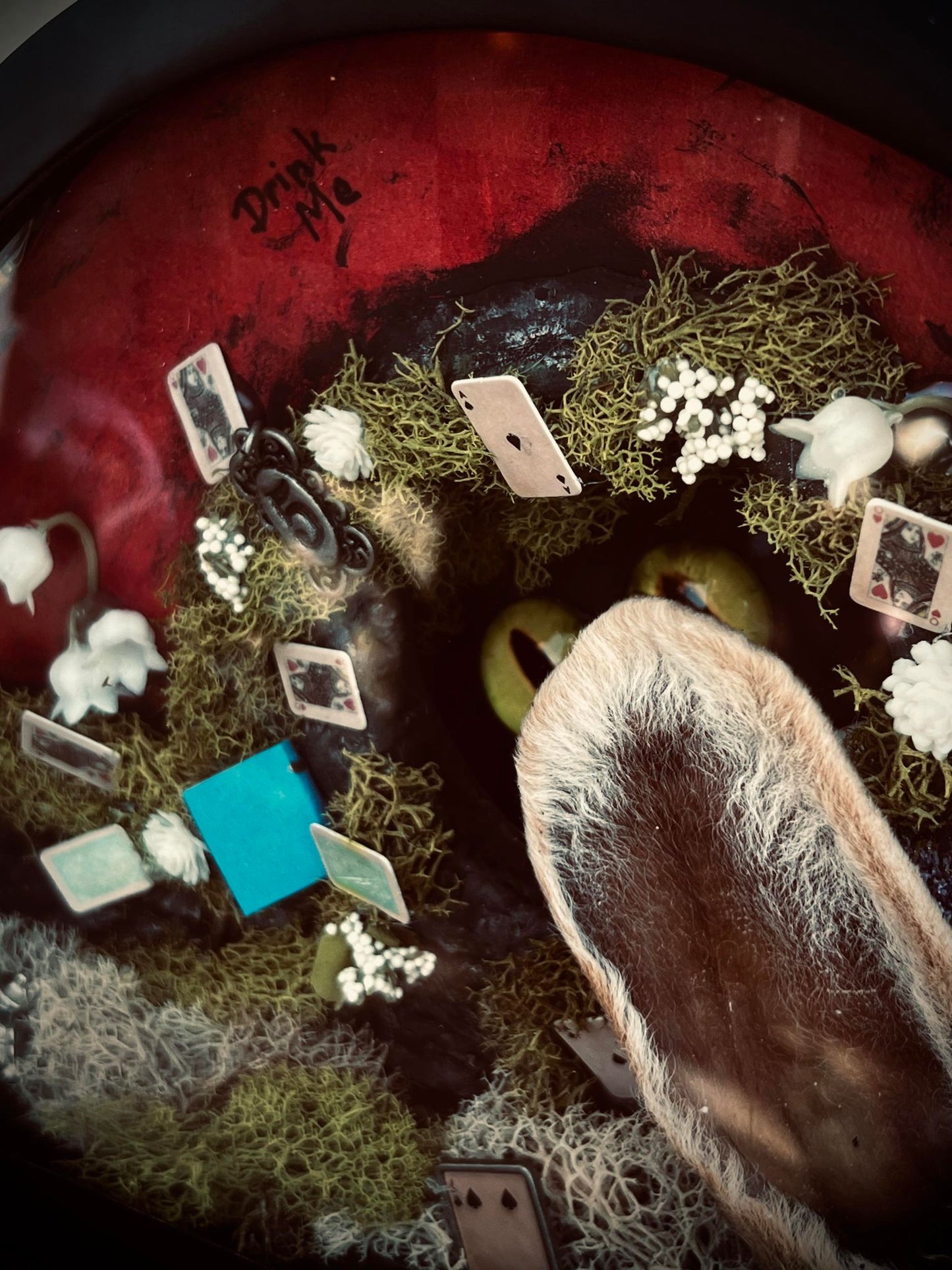 Real Bunny Ears Alice In Wonderland Display Taxidermy Home Decor Preserved Whimsical Oddity Oddities Occult Curiosities Collection Gift Idea