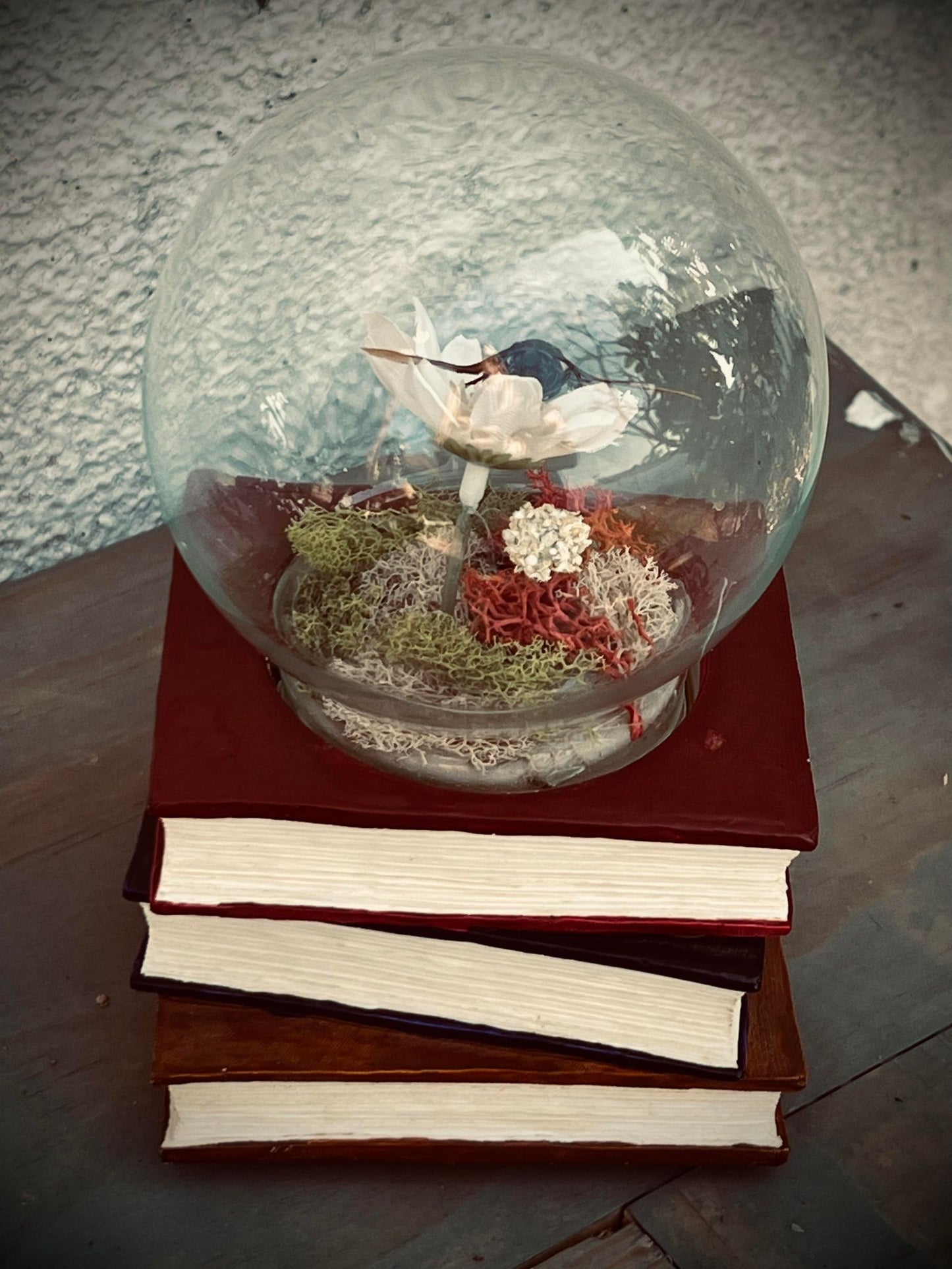 Real Dried Banded Hornet, Vespa tropica Display Insect Oddity, Oddities, Occult, Curiosities Bizarre Biology Specimen Collection