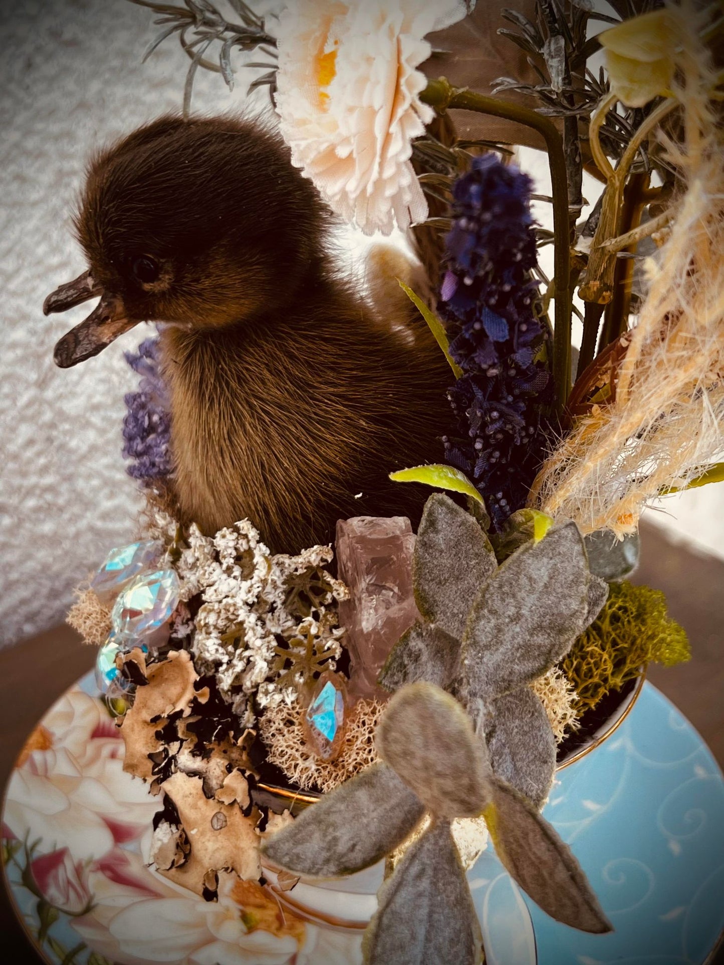 2 Headed Duckling Taxidermy, Gift Idea, Baby Duck, Teacup display, Oddity, Oddities, Occult, Curiosities bizarre biology specimen collection