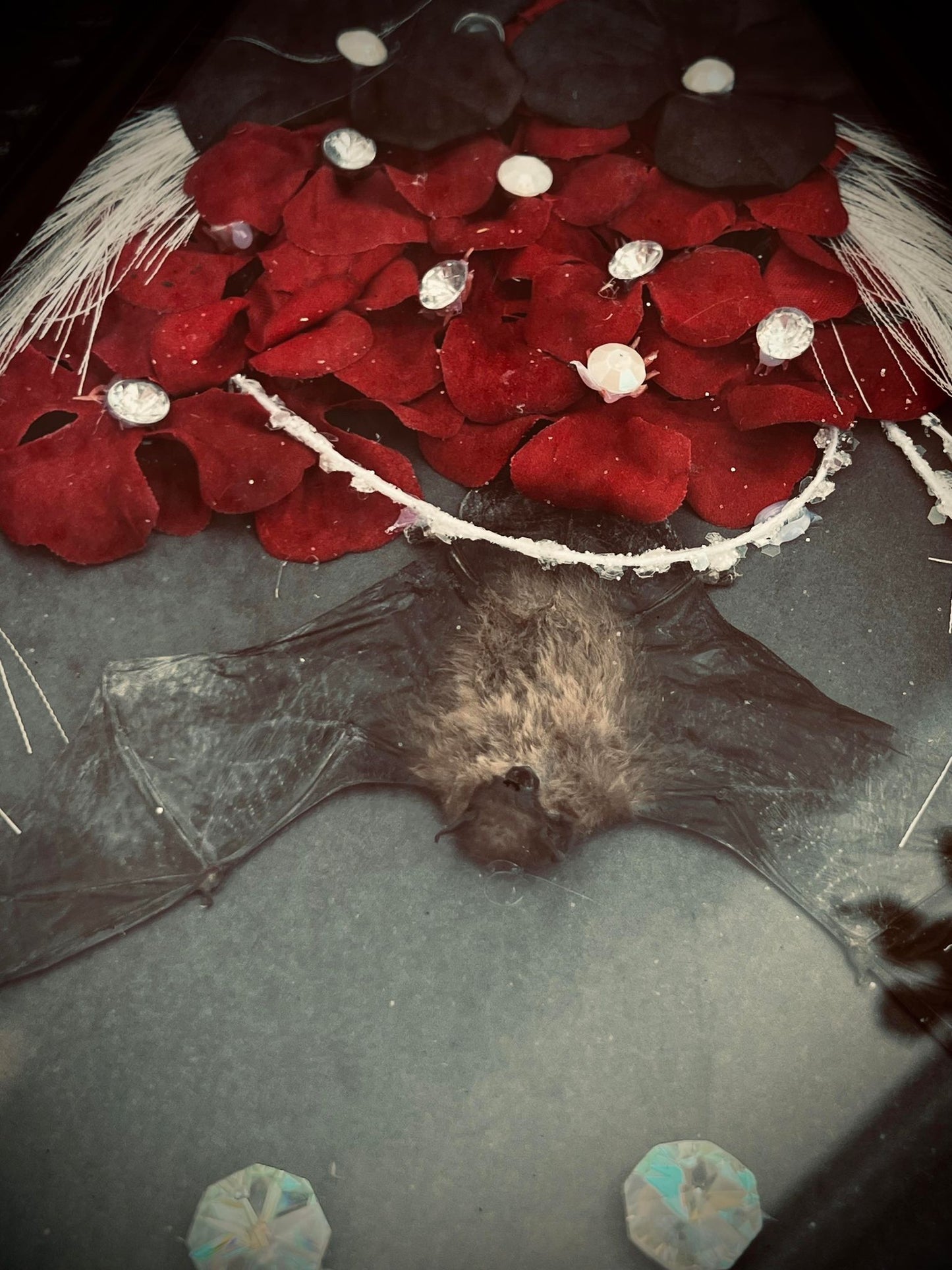 Real Tylonycteris Pachypus Bamboo Bat Display Taxidermy Preserved Whimsical Oddity Oddities Occult Curiosities Gift Idea Entomology